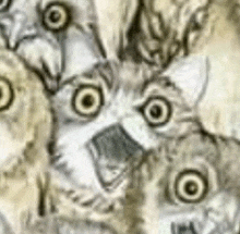 Owl Cat GIF - Owl Cat GIFs