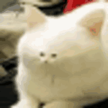 a close up of a white cat with a blurry background