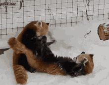 lets do this wrestling loveyou redpanda cute