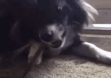 Wolfie Eats Green Bean GIF - Chihuahua Dog GIFs