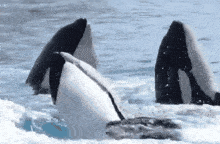 a couple of killer whales are swimming in the ocean