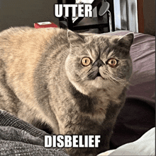 a cat sitting on a bed with utter disbelief above it