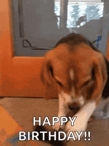 a beagle puppy playing with a toy and the words happy birthday