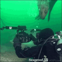 Seal Bite GIF - Seal Bite Cameraman GIFs