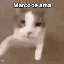a picture of a cat with the words marco te ama above it