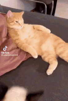 Cats Licking GIF - Cats Licking GIFs