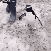 Penguin Jump GIF - Penguin Jump Excited GIFs