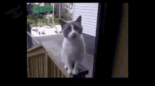 In French, Cat Tries To Talk His Way Inside GIF - GIFs
