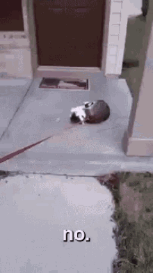 Kitty Plays Dead No GIF - Kitty Plays Dead No Lazy GIFs