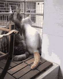 Cats Love GIF - Cats Cat Love GIFs