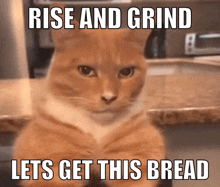 Cat Chad GIF - Cat Chad Gains GIFs