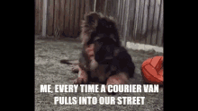 courier dog