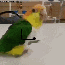 Funnydance Bird GIF - Funnydance Bird Animal GIFs