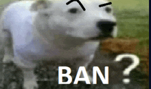 a dog with a question mark on its face and the word ban