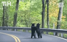 two black bears are standing next to each other on a road .