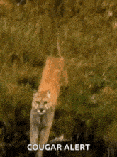 Big Cats Cougar GIF