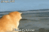 Whats Going On GIF - Whats Going On GIFs