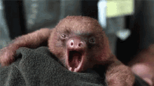 a baby sloth is being held in someone 's hand with its mouth open .