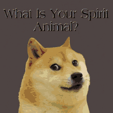 What Is Your Spirit Animal GIF - What Is Your Spirit Animal GIFs