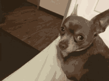 Funny Chihuahua GIF
