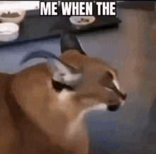 Floppa Big Floppa GIF - Floppa Big Floppa Caracal - Discover