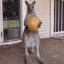 Hold Up Wait What GIF - Hold Up Wait What Kangaroo GIFs