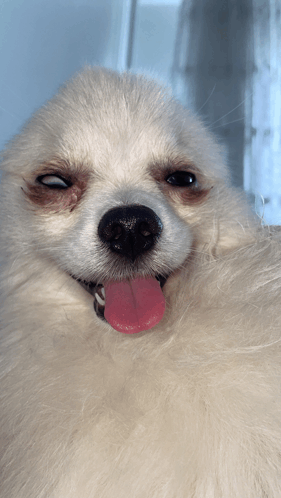 Hund Eren GIF - Hund Eren Malte - Discover & Share GIFs