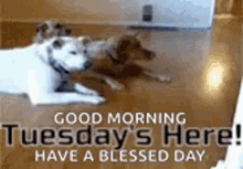 Tuesdays Here Funny Animals GIF