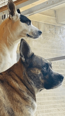 two dogs looking out of a window with blinds