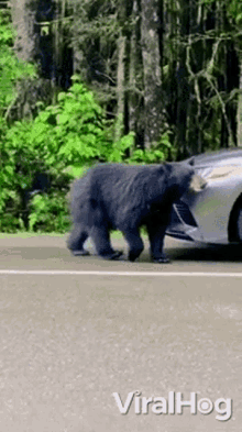 Approaching A Car Viralhog GIF - Approaching A Car Viralhog Bear GIFs