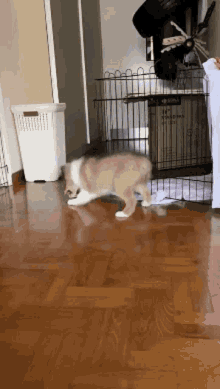 a dog is walking on a wooden floor in front of a cage