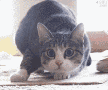 Wiggle Shaq GIF - Wiggle Shaq Cat GIFs