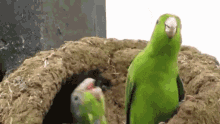 parrot green parrot rage fuck you