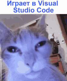 Cat Vscode GIF - Cat Vscode GIFs