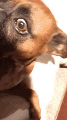 Funny Surprised GIF - Funny Surprised Dog GIFs