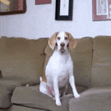 a brown and white dog is sitting on a brown couch looking at the camera .