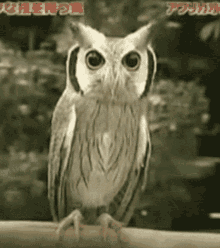 Owl Devil GIF - Owl Devil Transformer GIFs