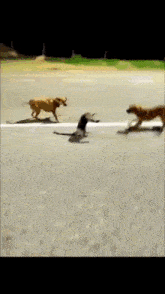 a blurred image of three dogs running down a street