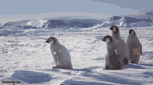 Penguins Going To Work GIF - Penguins Going To Work Work GIFs