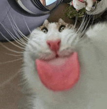 a cat with a pink tongue sticking out looks at the camera