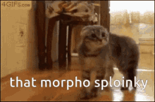 Morpho Flipside GIF - Morpho Flipside Caption GIFs