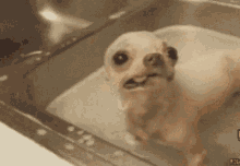 Dog Puppy GIF - Dog Puppy Bath GIFs