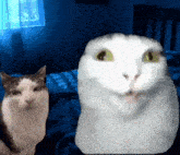 two cats are standing next to each other and one has a surprised look on his face