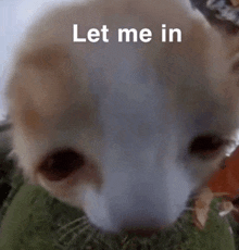 a close up of a dog 's face with the words `` let me in '' written on the bottom .