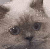 a close up of a cat 's face with a mathematical equation in the background