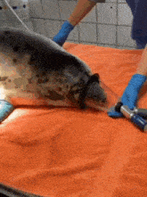 a seal is being examined by a veterinarian and has a mask on its head