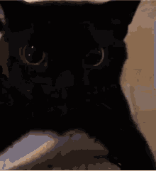 Come Here Black Cat GIF