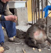 a monkey is sitting on the ground next to a man eating food
