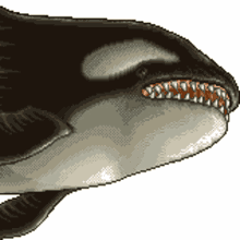 orca slug