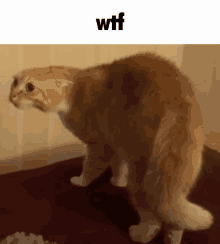 Wtf Wat The Fucc GIF - Wtf Wat The Fucc What The Fuck GIFs